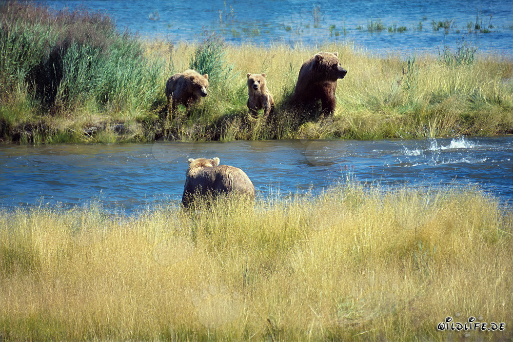 Gefahr für die Braunbärenfamilie in Alaska