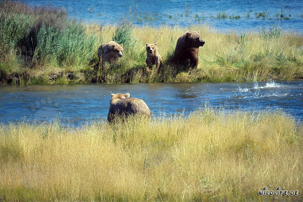 Peligro para la familia de osos pardos en Alaska