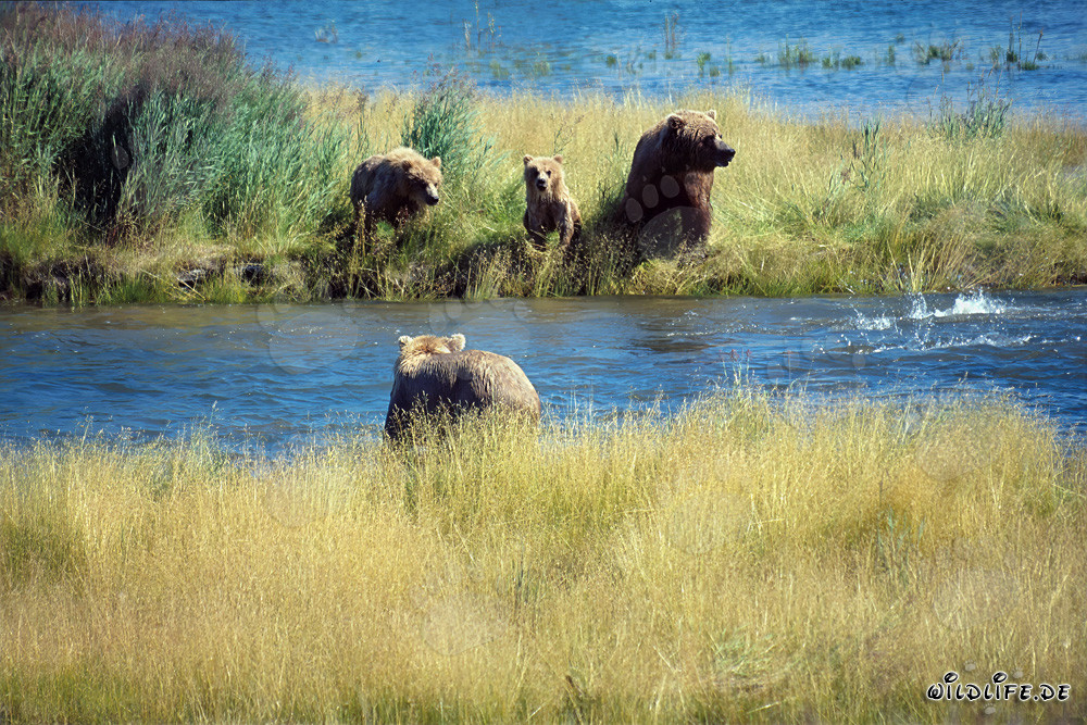 Pericolo per la famiglia di orsi bruni in Alaska