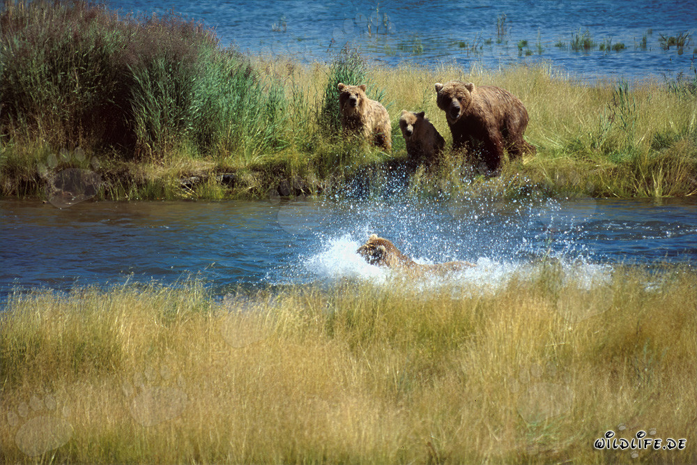 Orso bruno minaccioso al fiume Brooks, Parco nazionale di Katmai, Alaska