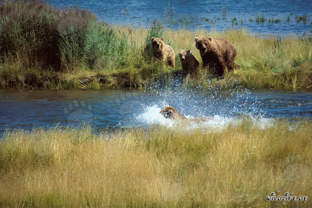 Ours brun menaçant à la rivière Brooks, parc national de Katmai, Alaska