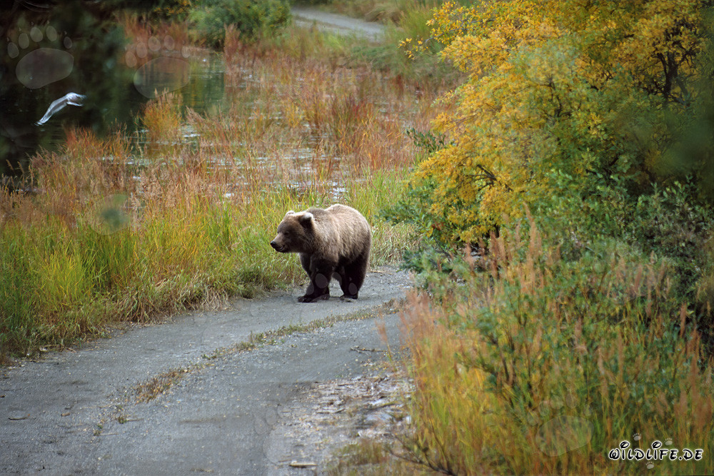 Jungbär auf Entdeckungstour am Brooks River in Alaska