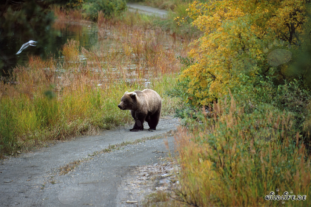 Orsetto in esplorazione lungo il fiume Brooks in Alaska