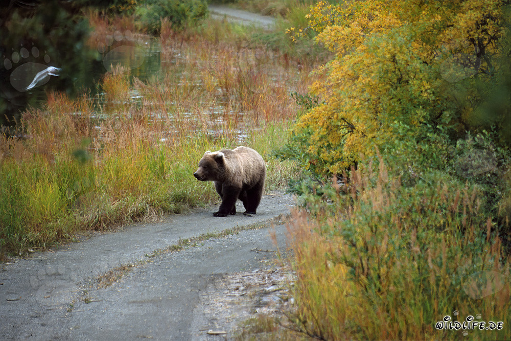 Osezno explorando en el río Brooks en Alaska