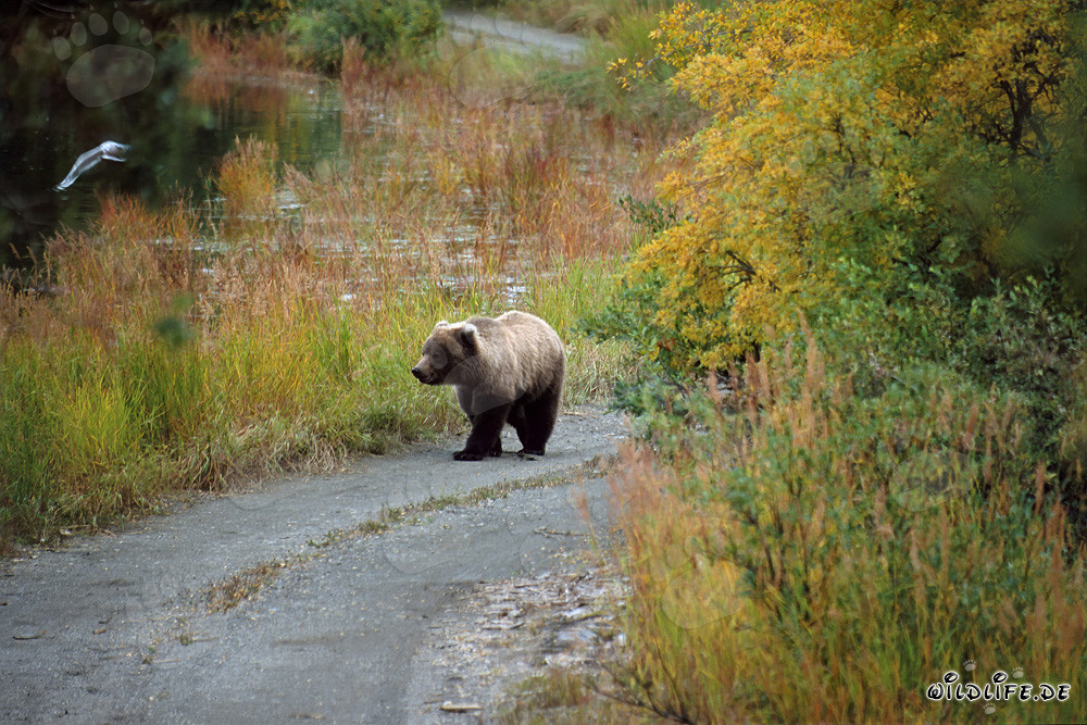 Young bear exploring the Brooks River in Alaska