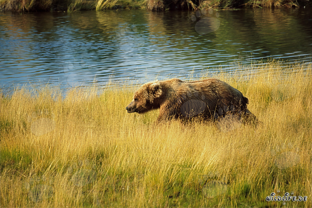 Braunbär auf der Lachssuche im hohen Flußgras