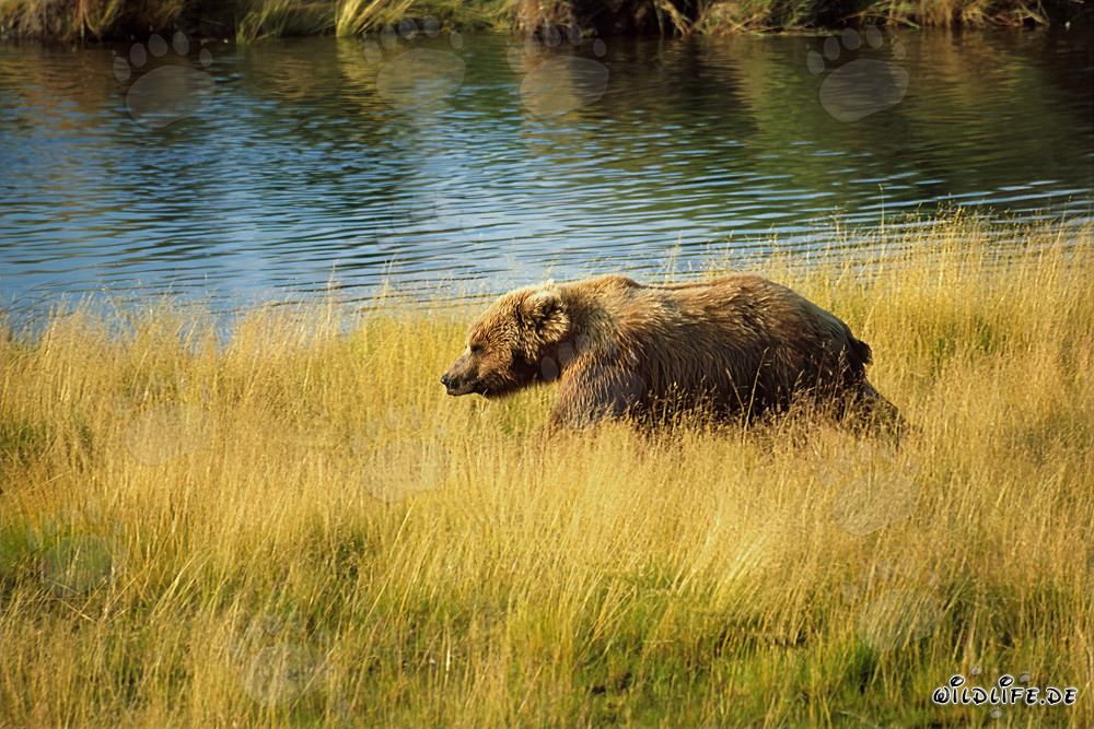 Brown bear searching for salmon in the high river grass