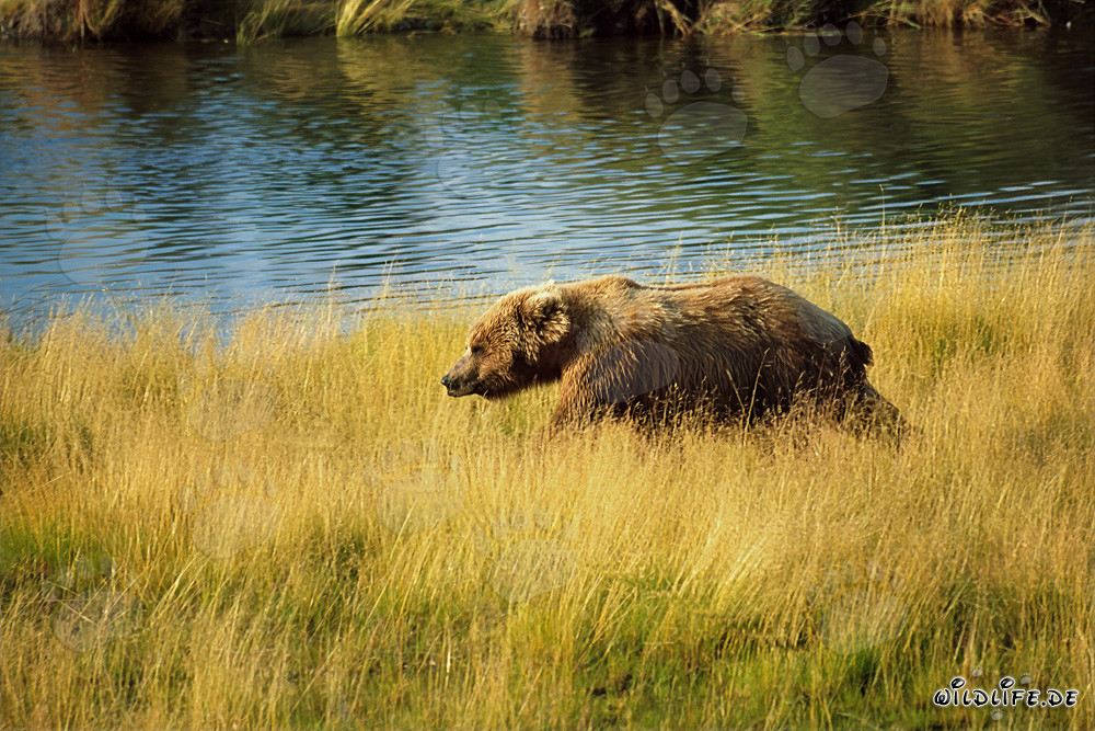 Orso bruno in cerca di salmoni nell'alta erba del fiume