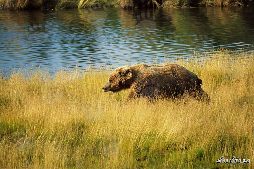 Oso pardo en busca de salmones en las altas hierbas del río