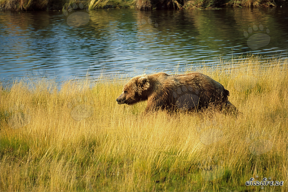 Ours brun à la recherche de saumon dans les hautes herbes de la rivière