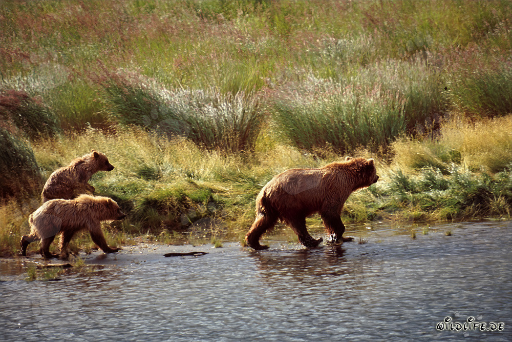 Encuentro fascinante: Tres osos pardos errantes en el río Brooks