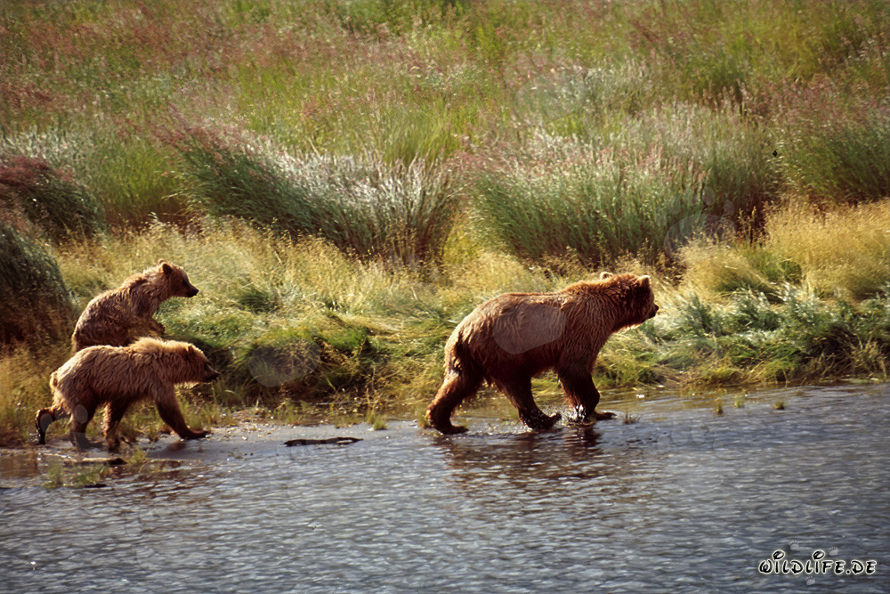 Rencontre fascinante : Trois ours bruns errants au Brooks River
