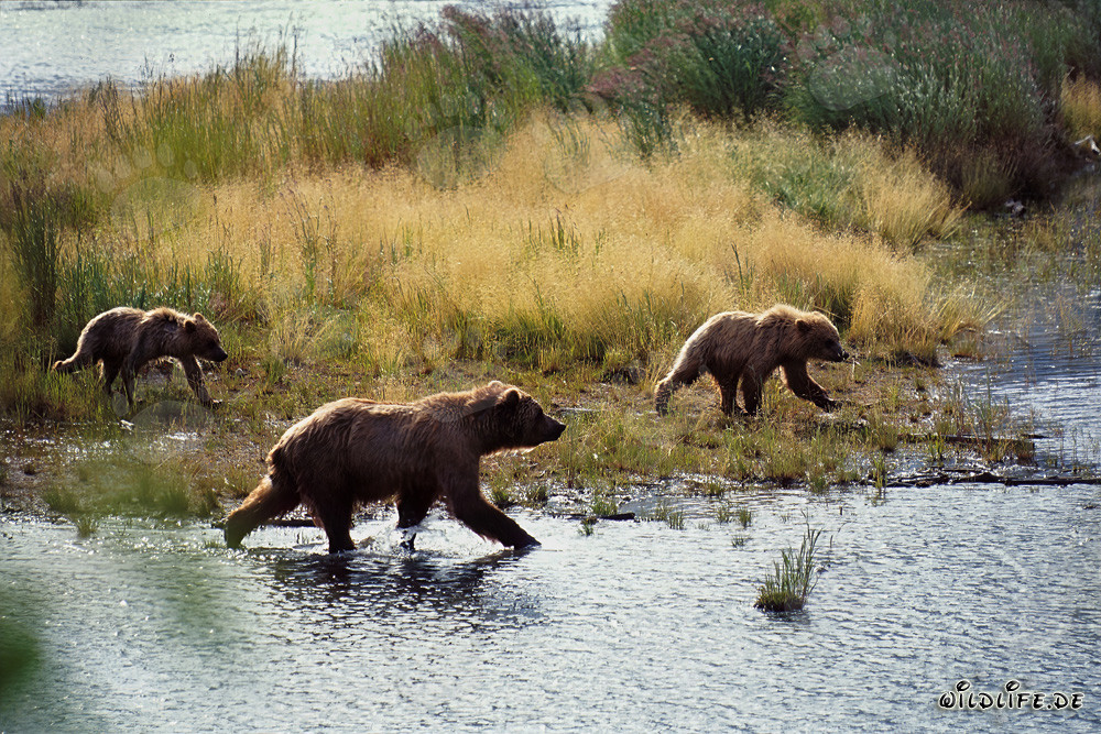 Brown bear family fishing along the picturesque Brooks River in Alaska