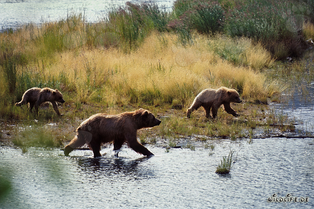 Famiglia di orsi bruni che pescano lungo il pittoresco fiume Brooks in Alaska