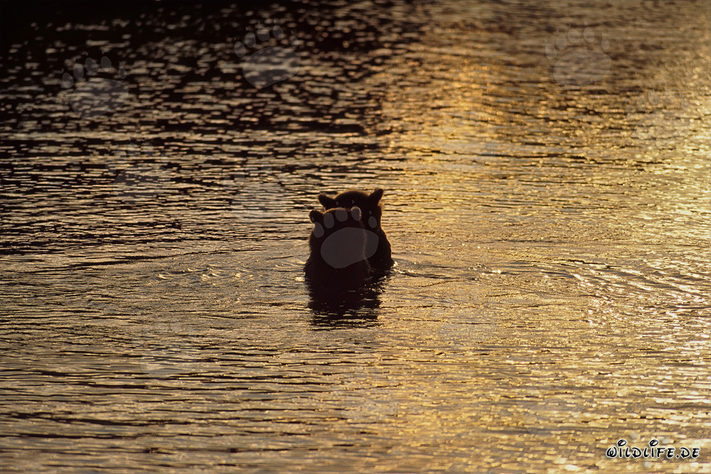 Braunbären beim Lachsfang im zauberhaften Abendlicht am Brooks River, Katmai Nationalpark, Alaska