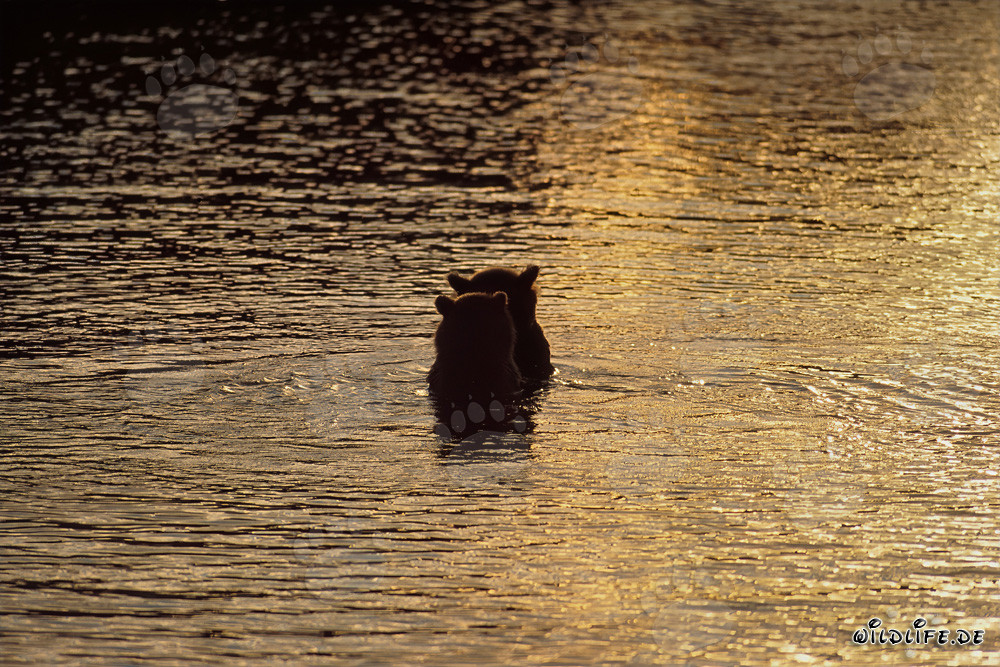 Brown bears catching salmon in the enchanting evening light at Brooks River, Katmai National Park, Alaska