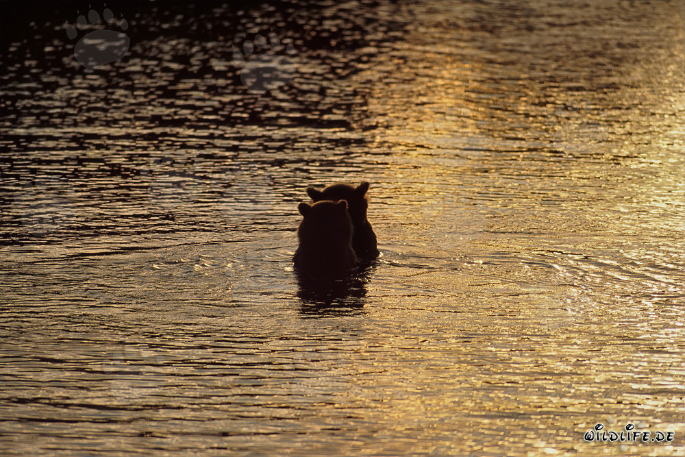 Orsi bruni che pescano salmoni nella magica luce serale sul fiume Brooks, Parco Nazionale di Katmai, Alaska