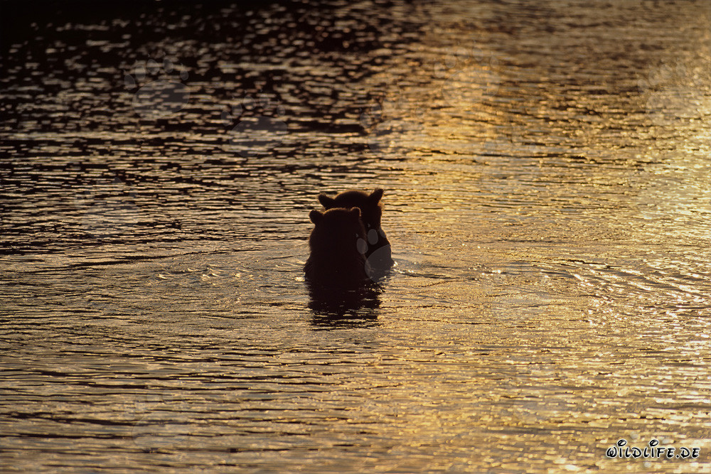 Osos pardos pescando salmones en la mágica luz de la tarde en el río Brooks, Parque Nacional Katmai, Alaska