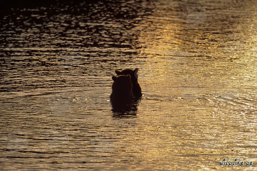 Ours bruns pêchant des saumons dans la lumière du soir magique sur la rivière Brooks, parc national de Katmai, Alaska