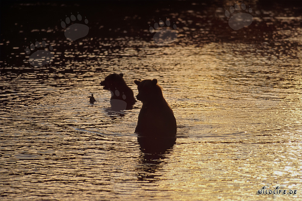 Brown bears hunt salmon in the evening light