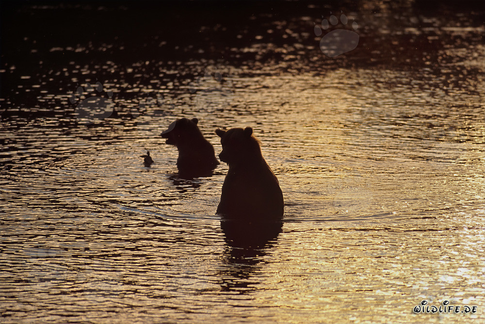 Orsi bruni che cacciano salmoni nella luce serale