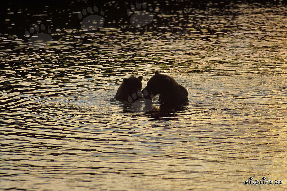 Braunbären in der Abendsonne am Brooks River in Alaska