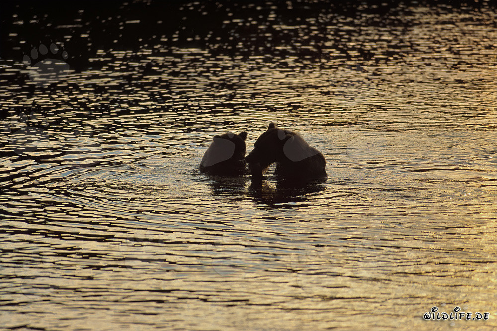 Brown bears in the evening sun at Brooks River in Alaska