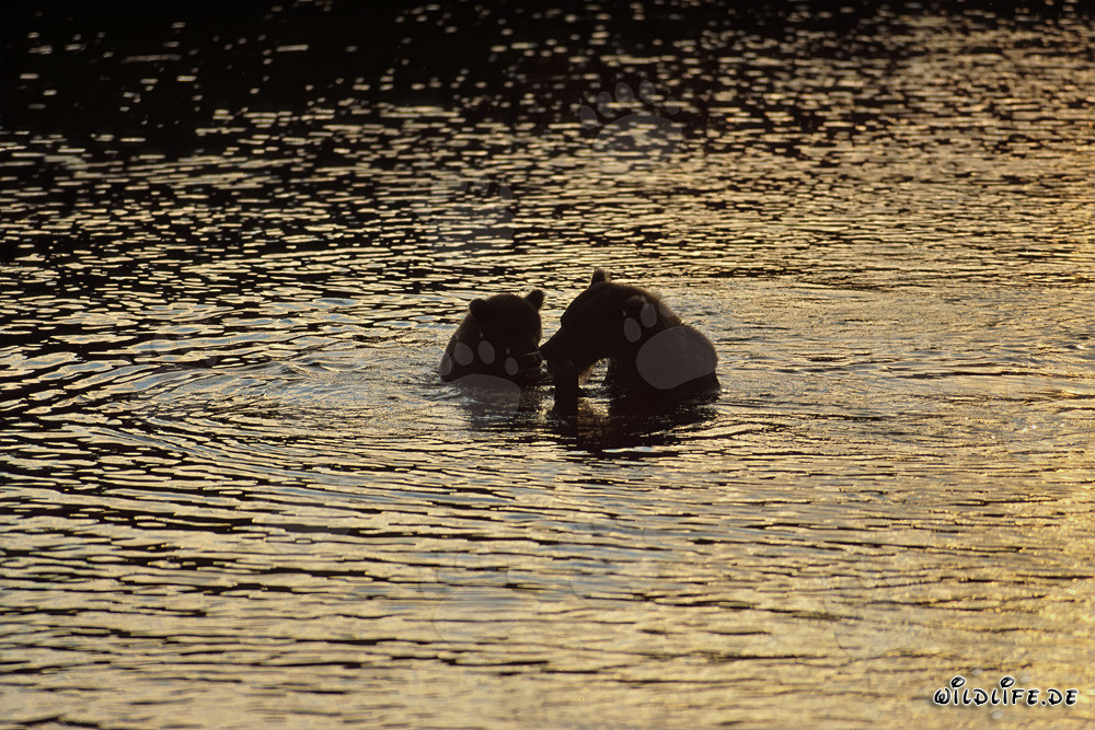 Orsi bruni al tramonto sul fiume Brooks in Alaska