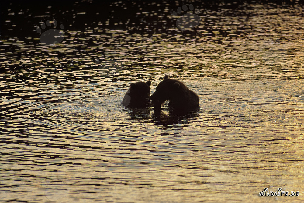 Osos pardos en el sol de la tarde en el río Brooks en Alaska