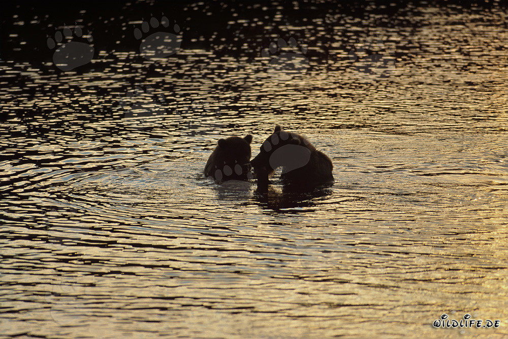 Ours bruns au coucher du soleil sur la rivière Brooks en Alaska