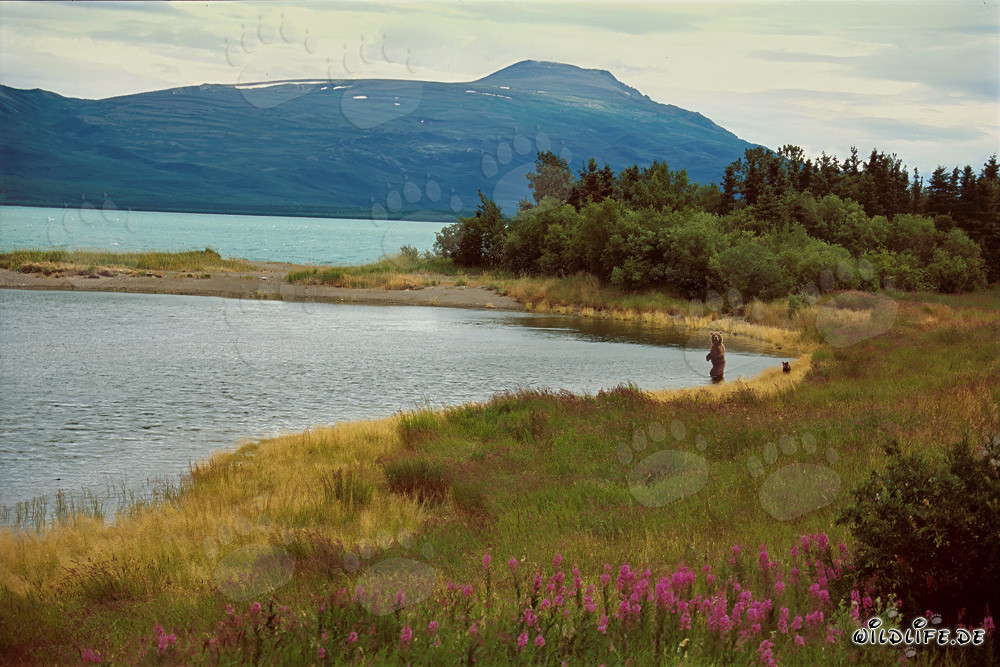 Brown bear with cub at the Brooks River