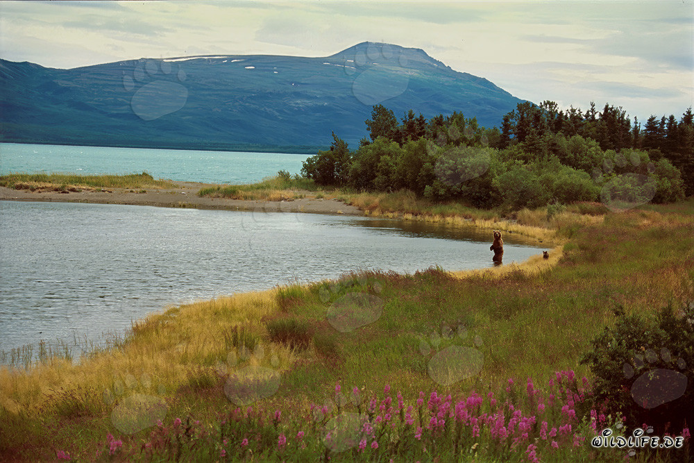 Orsa bruna con il suo cucciolo d'orso al Brooks River
