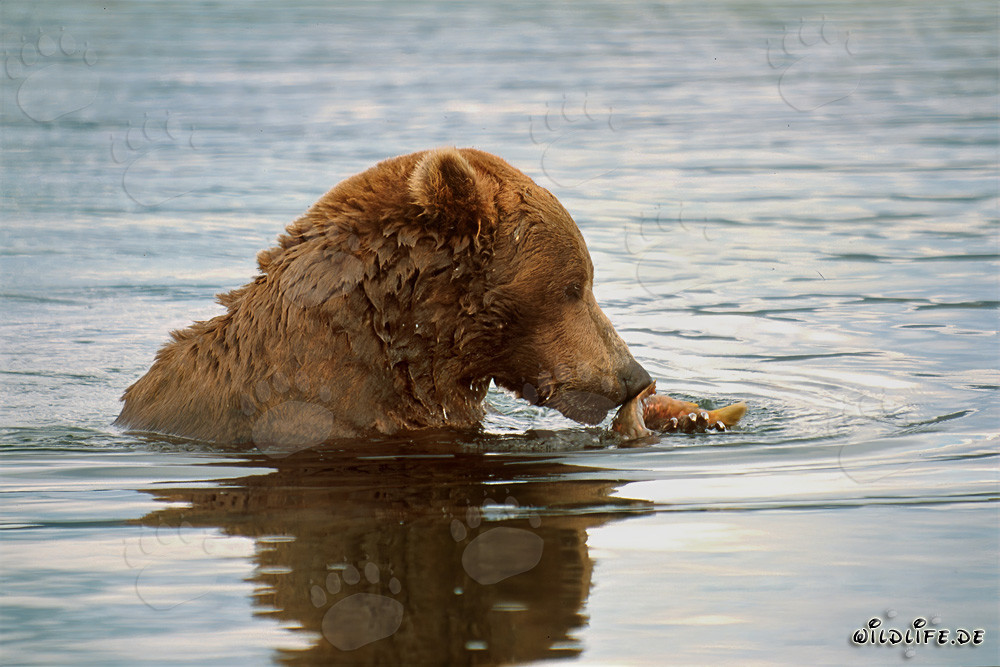 Orso bruno con salmone al fiume Brooks in Alaska