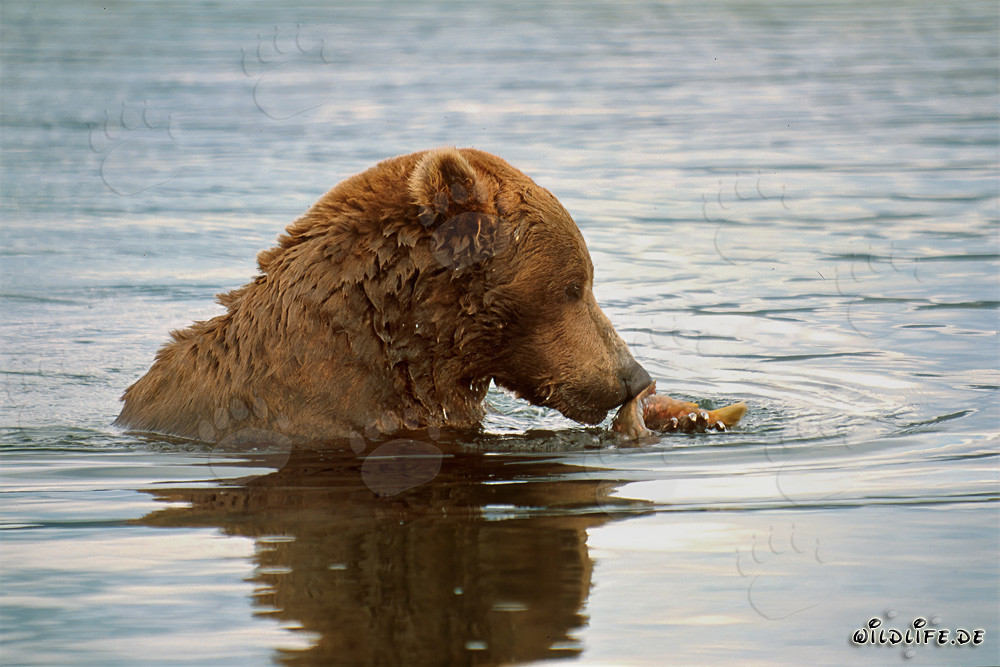 Ours brun avec un saumon à la rivière Brooks en Alaska