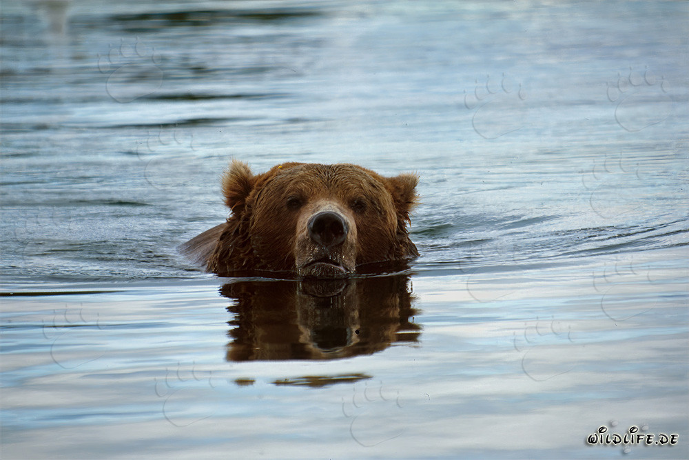 Brown Bear Swimming in Brooks River, Alaska