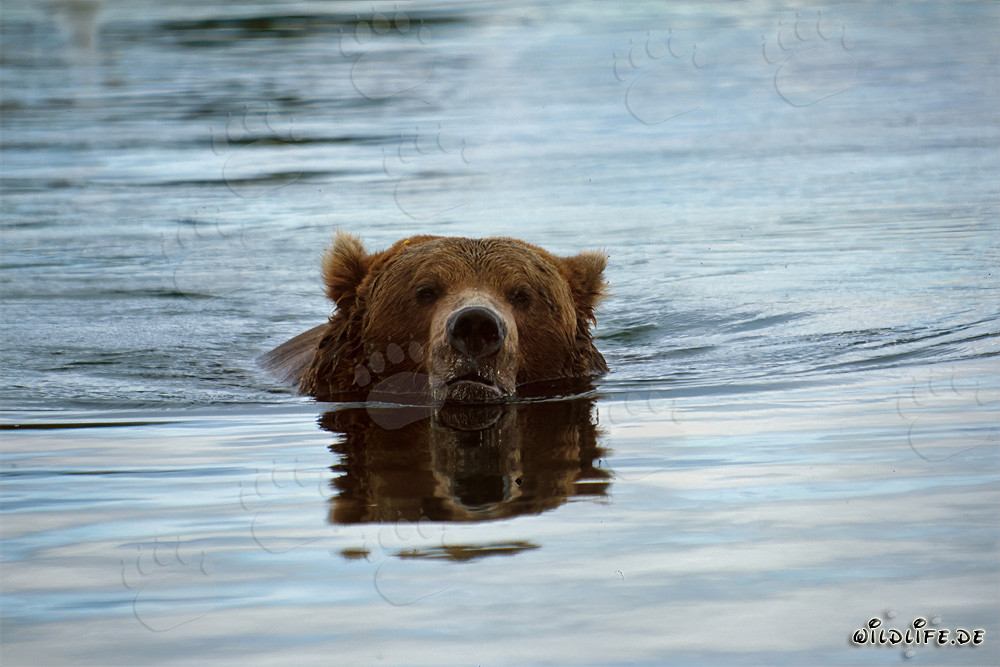 Orso bruno nuota nel fiume Brooks in Alaska