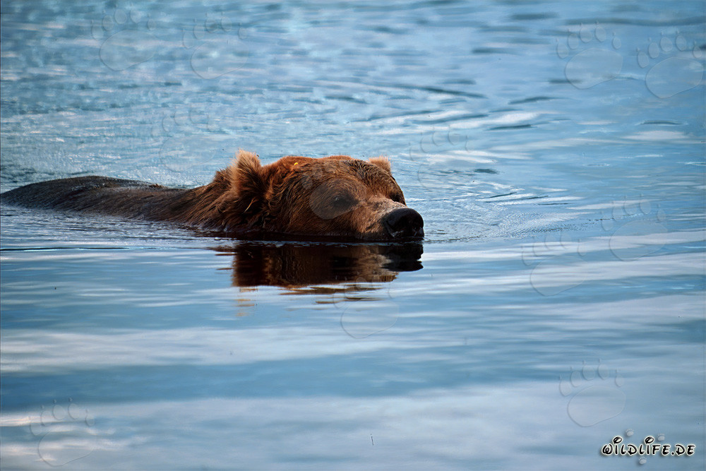 Braunbär beim ruhigen Schwimmen im Fluss