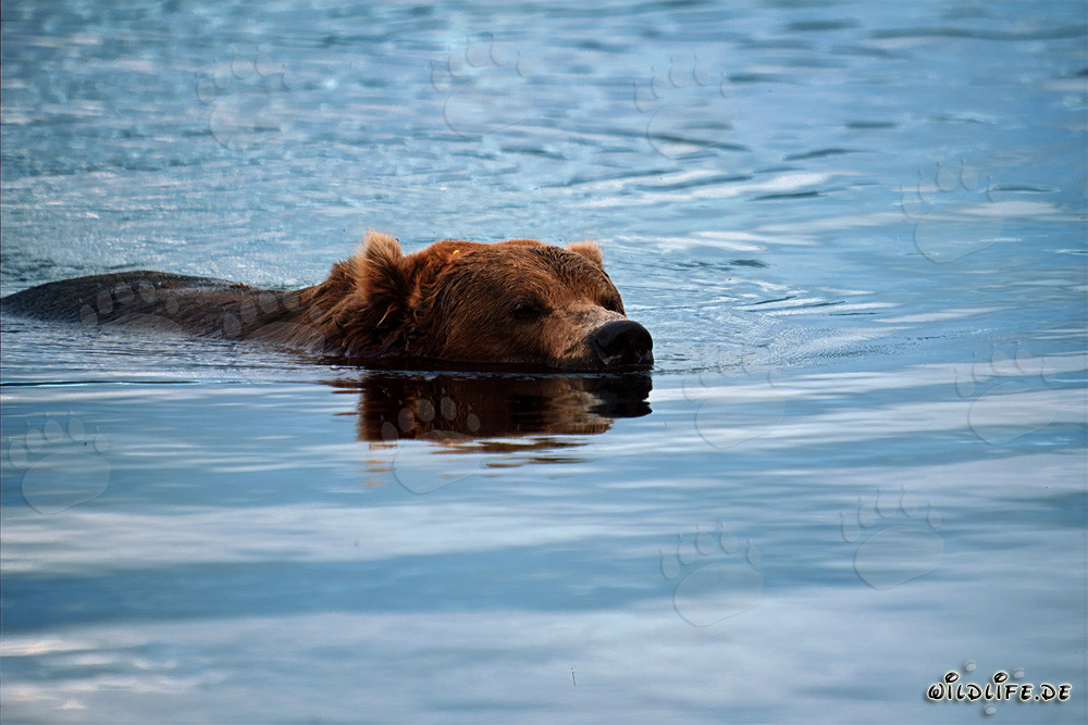 Brown bear peacefully swimming in the river