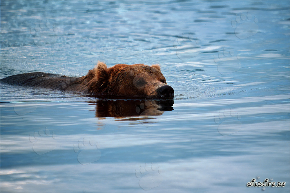 Orso bruno che nuota tranquillamente nel fiume