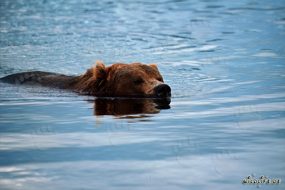 Oso pardo nadando tranquilamente en el río