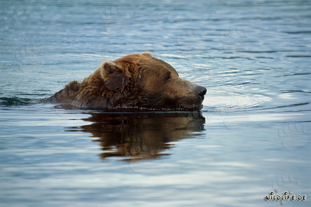 Braunbär schwimmt im Brooks River