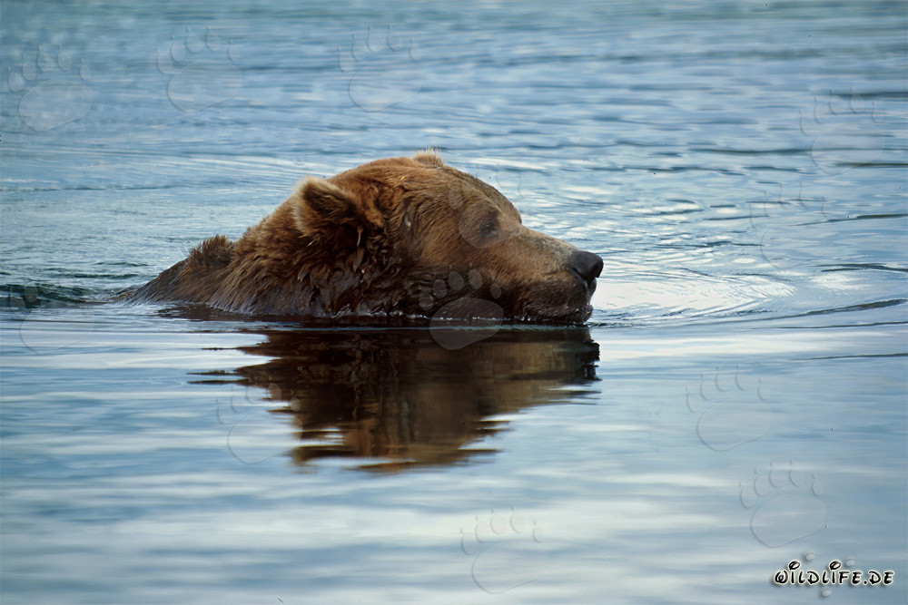 Brown bear swimming in Brooks River