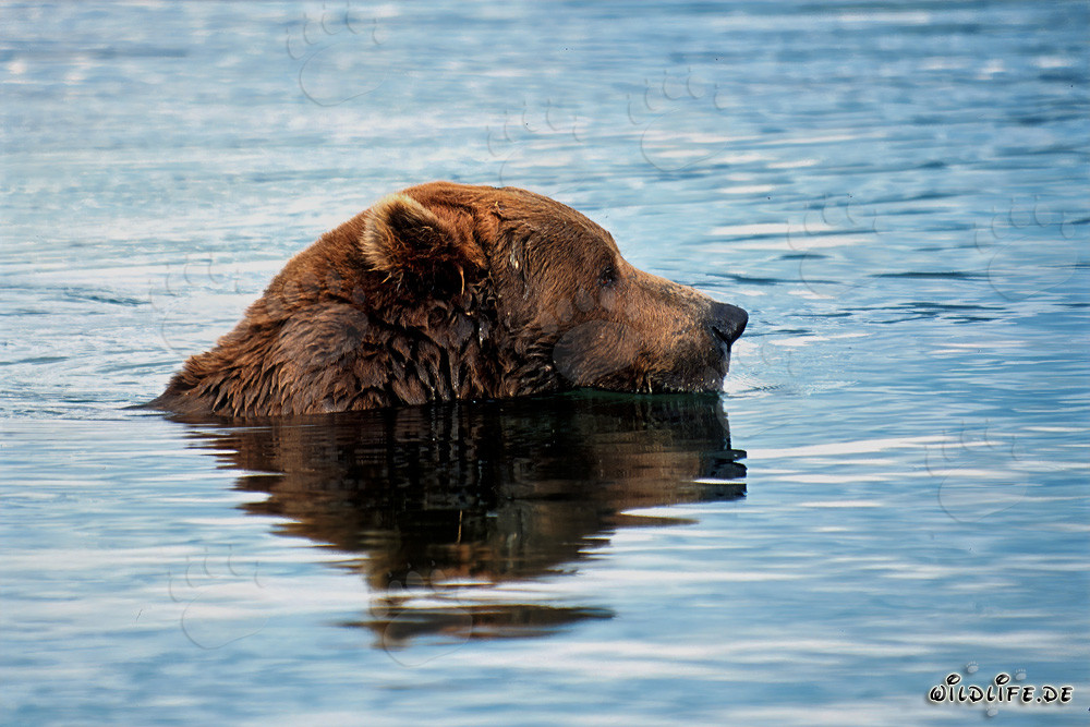 Braunbär auf Lachssuche im Brooks River
