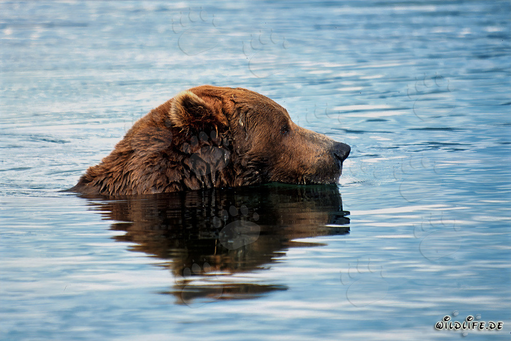 Brown bear searching for salmon in the Brooks River
