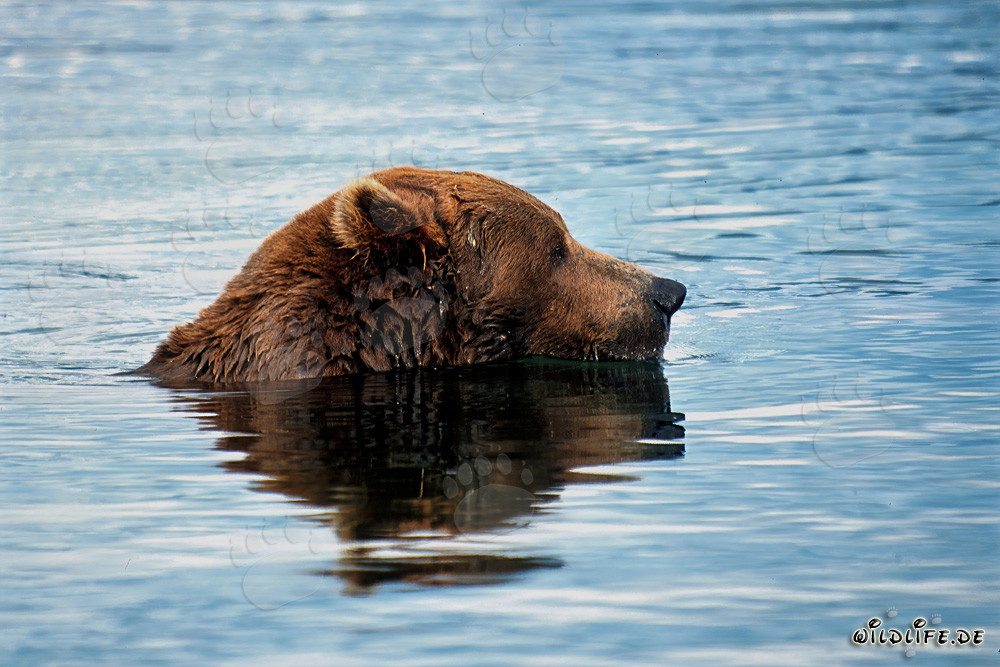 Orso bruno alla ricerca di salmoni nel fiume Brooks