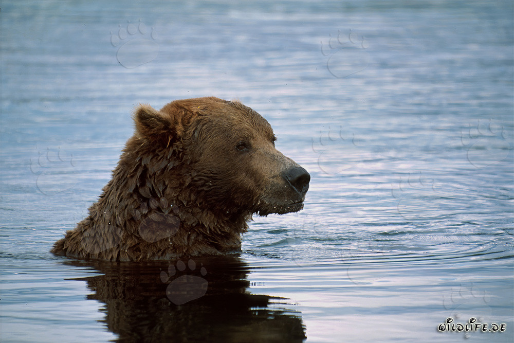 Braunbär schwimmt im Fluss und fischt nach Lachsen