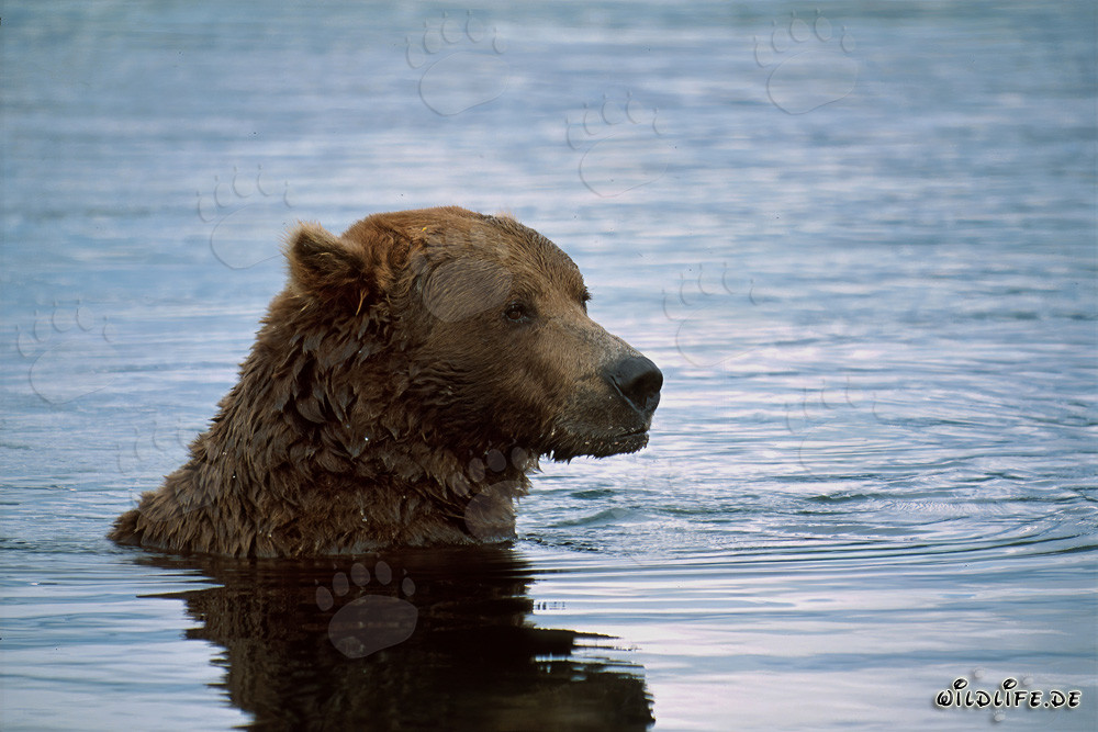 Brown bear swimming in the river and fishing for salmon