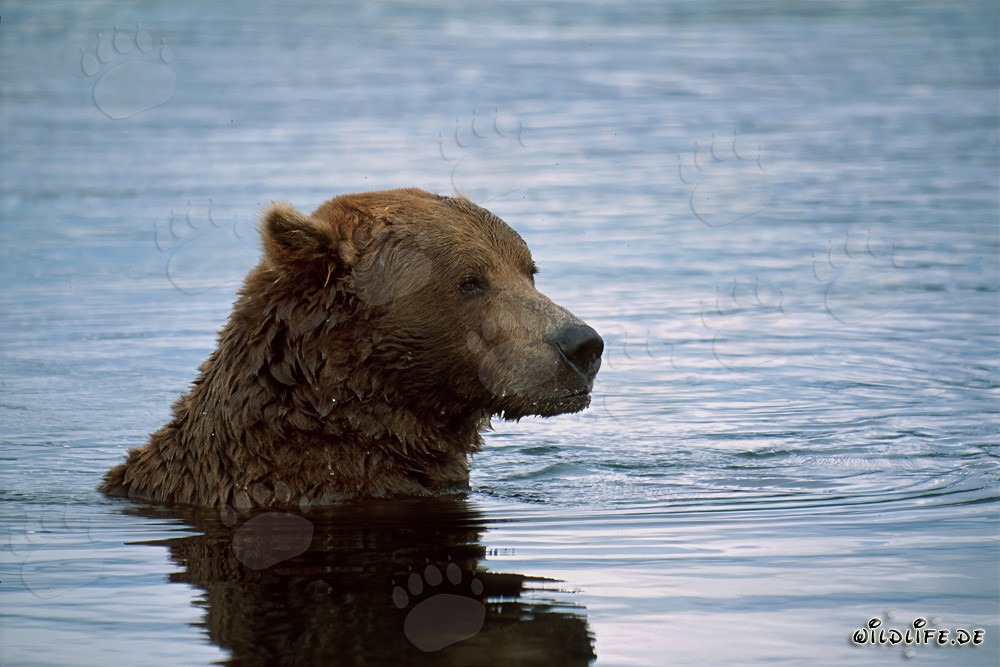 Orso bruno nuota nel fiume e pesca salmoni