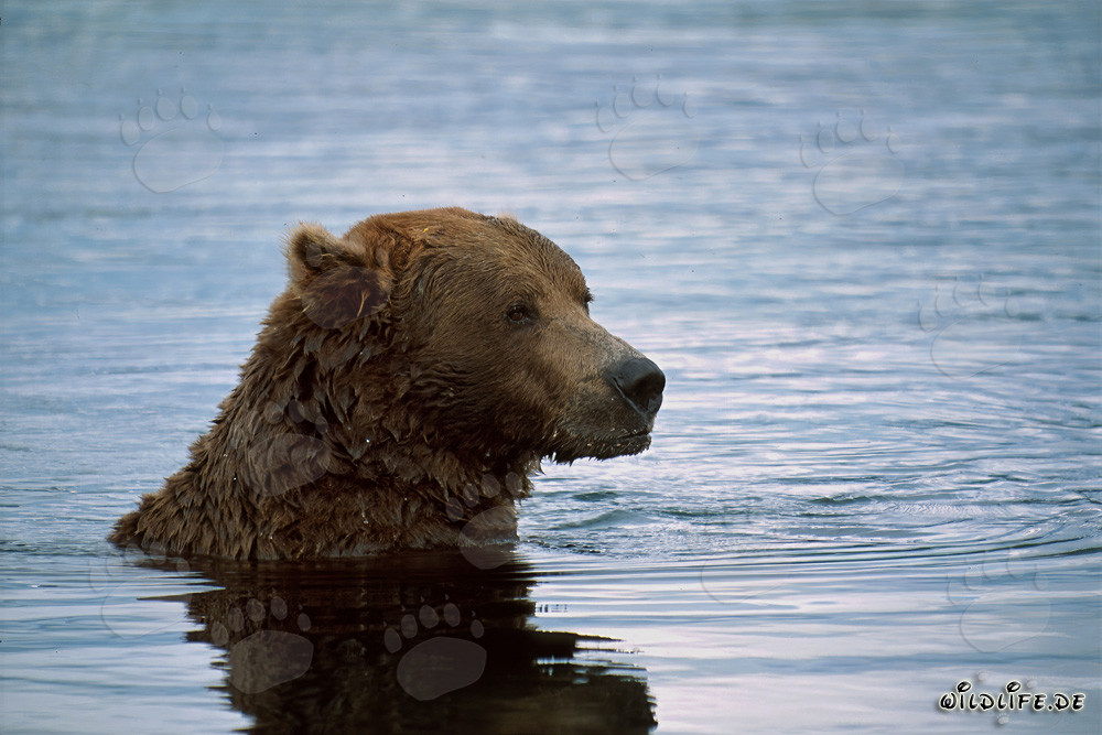 Oso pardo nada en el río y pesca salmones