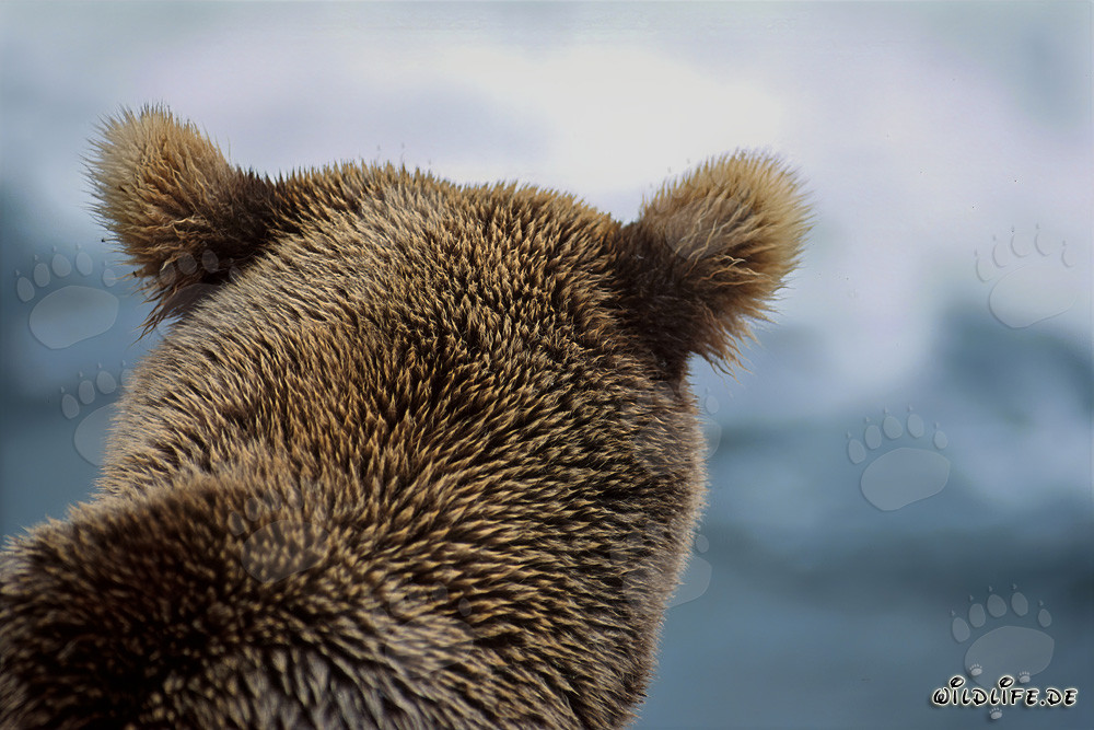 Retrato majestuoso del oso pardo en el río Brooks, parque nacional de Katmai, Alaska